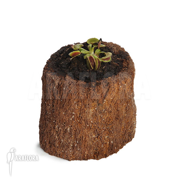 Dionaea muscipula &lsquo;Bitter moon&rsquo;