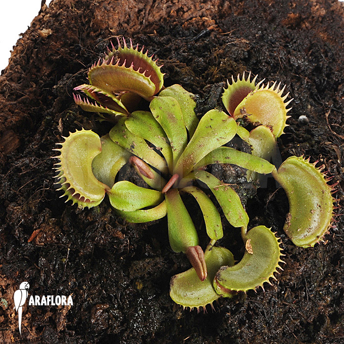 Dionaea muscipula &lsquo;Bitter moon&rsquo;