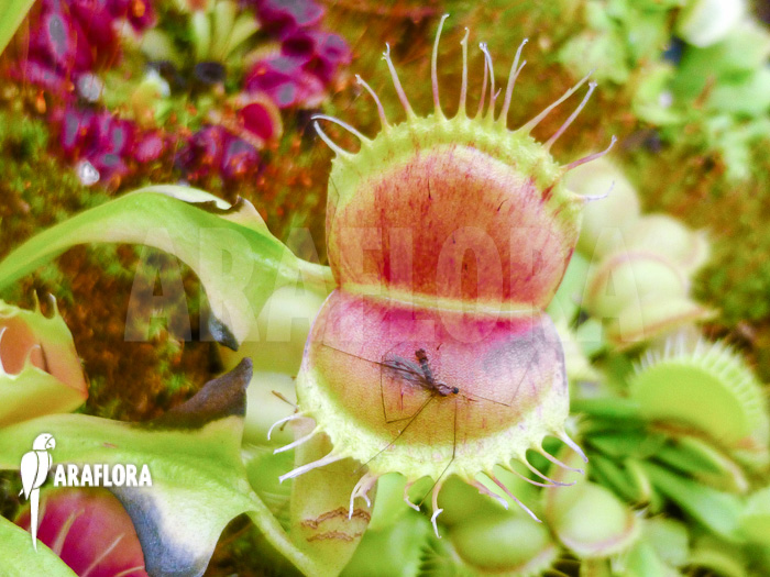 Dionaea muscipula &lsquo;Bloody square&rsquo;