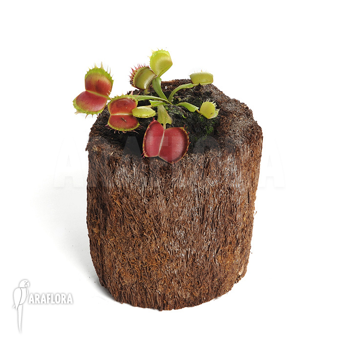 Dionaea muscipula &lsquo;Bloody square&rsquo;