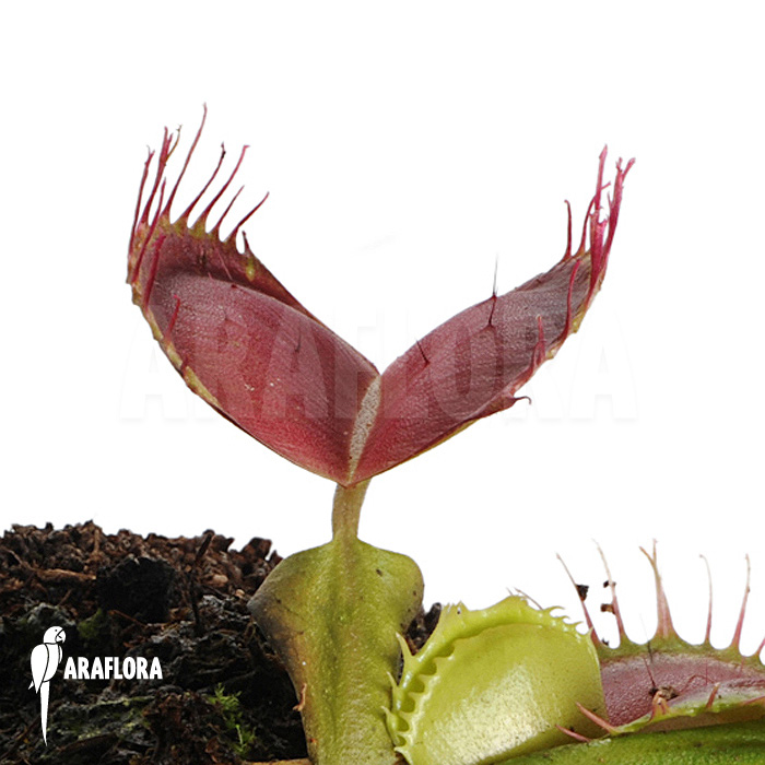 Dionaea muscipula &lsquo;Bloody square&rsquo;