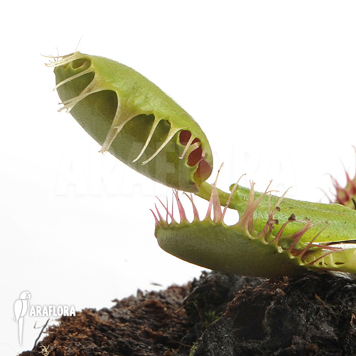 Dionaea muscipula &lsquo;Bloody square&rsquo;