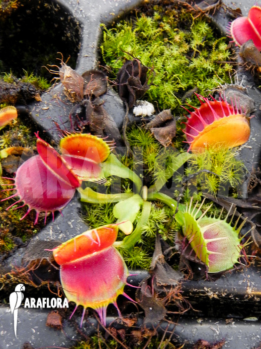 Dionaea muscipula &lsquo;Bloody square&rsquo; Starter
