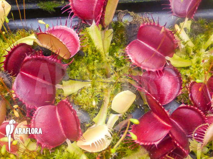 Dionaea muscipula &lsquo;Bloody square&rsquo; Starter
