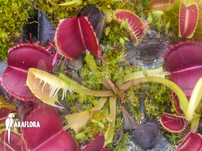 Dionaea muscipula &lsquo;Bloody square&rsquo; Starter