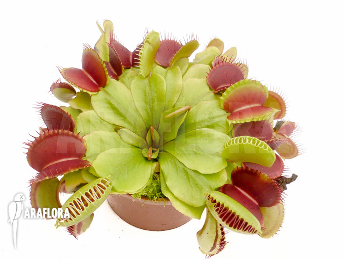 Dionaea muscipula &lsquo;Booby trap&rsquo;