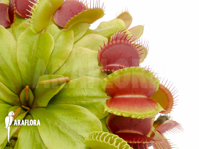 Dionaea muscipula &lsquo;Booby trap&rsquo;