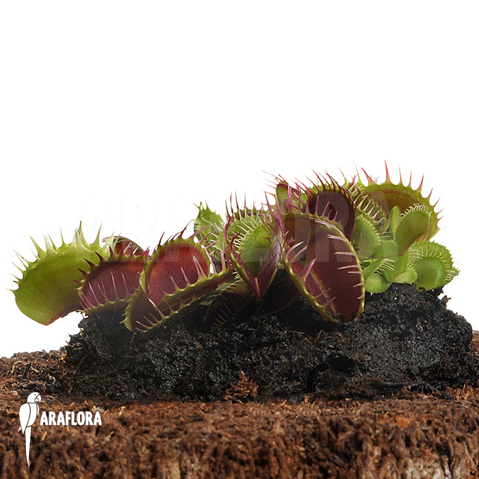 Dionaea muscipula &lsquo;Booby trap&rsquo;