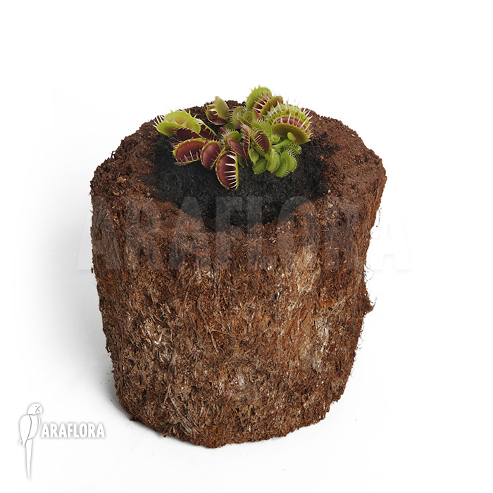 Dionaea muscipula &lsquo;Booby trap&rsquo;