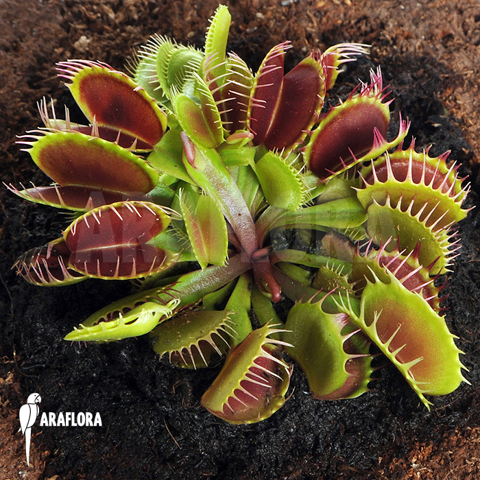 Dionaea muscipula &lsquo;Booby trap&rsquo;