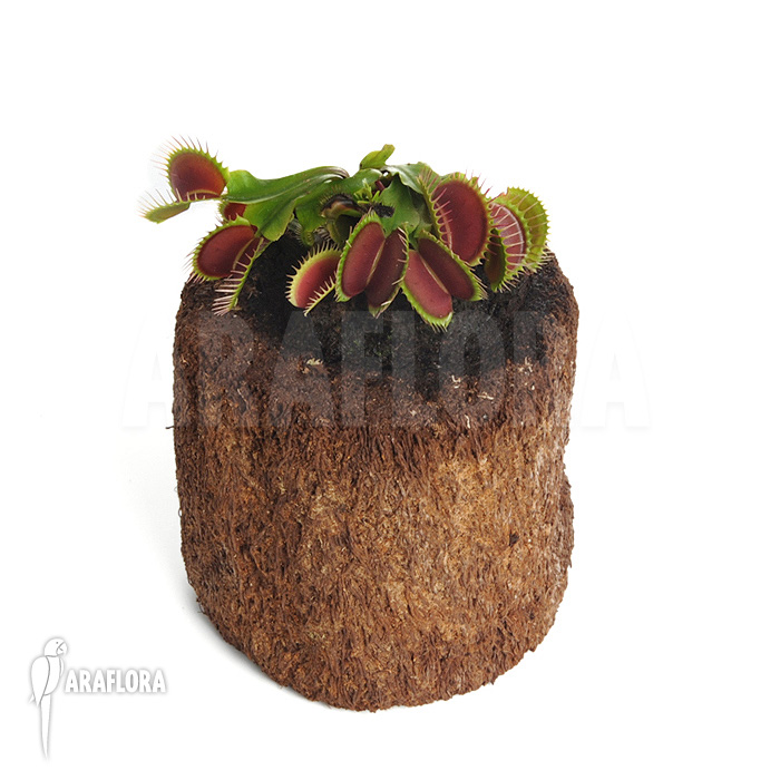 Dionaea muscipula &lsquo;Bronco&rsquo;