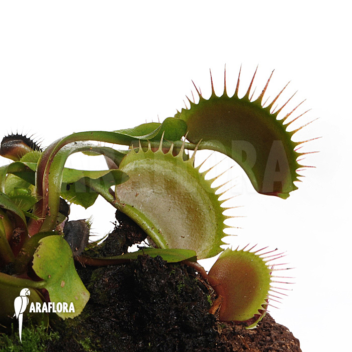 Dionaea muscipula &lsquo;Bronco&rsquo;