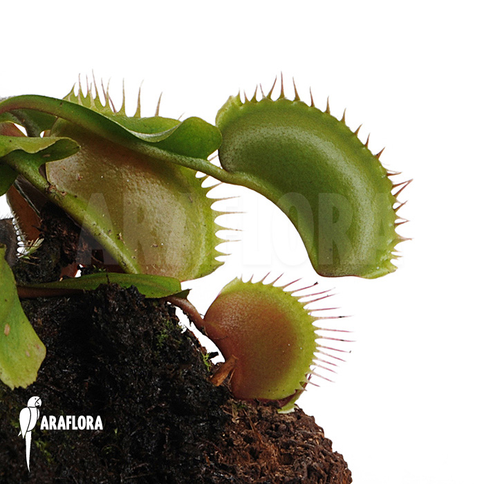 Dionaea muscipula &lsquo;Bronco&rsquo;