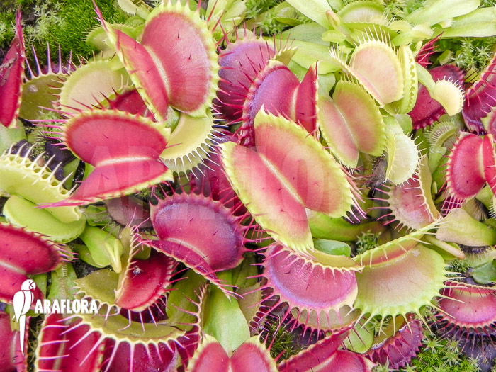 Dionaea muscipula &lsquo;CCC&rsquo;