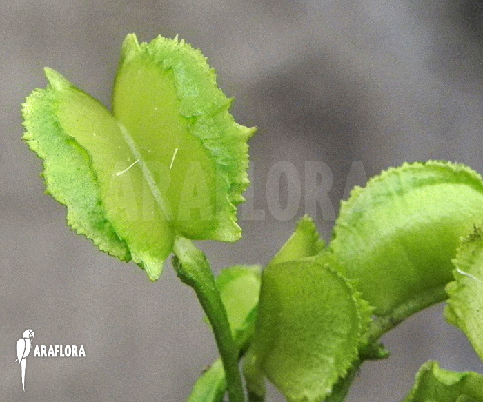 Dionaea muscipula &lsquo;Chacho&rsquo;