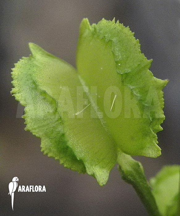 Dionaea muscipula &lsquo;Chacho&rsquo;