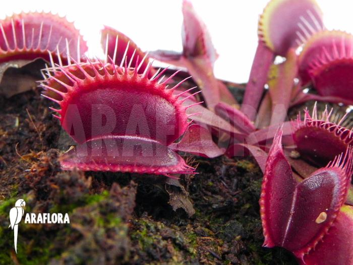 Dionaea muscipula Clayton&rsquo;s red sunset