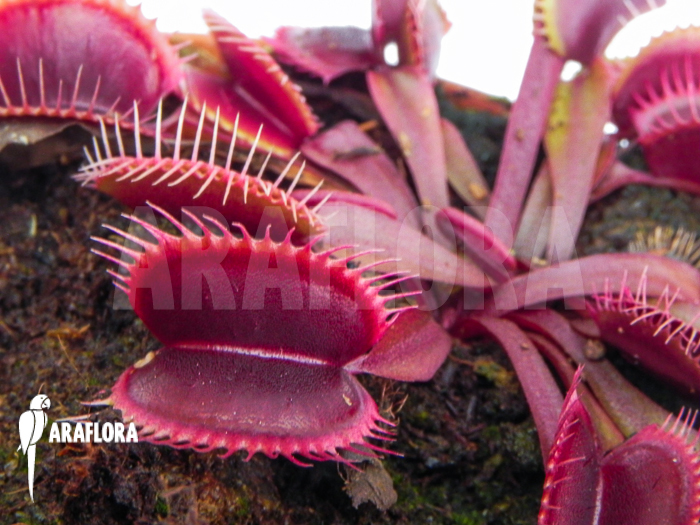 Dionaea muscipula Clayton&rsquo;s red sunset