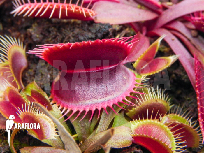 Dionaea muscipula Clayton&rsquo;s red sunset