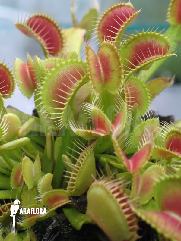 Dionaea muscipula &lsquo;Clone BCP&rsquo;