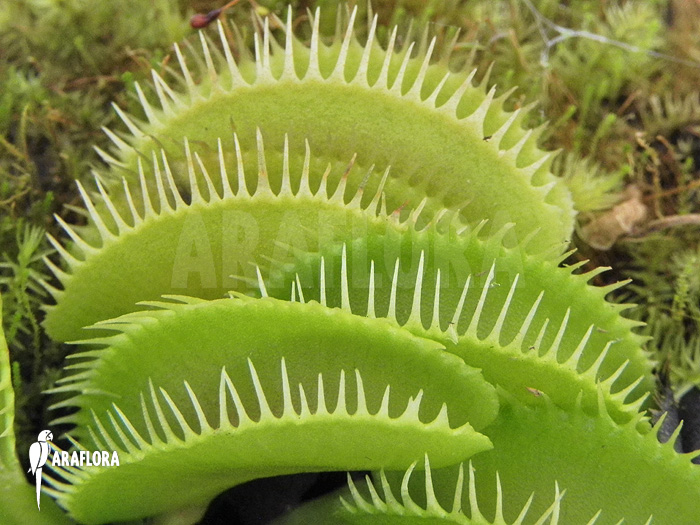 Dionaea muscipula &lsquo;Cluster traps&rsquo; &lsquo;L&rsquo;