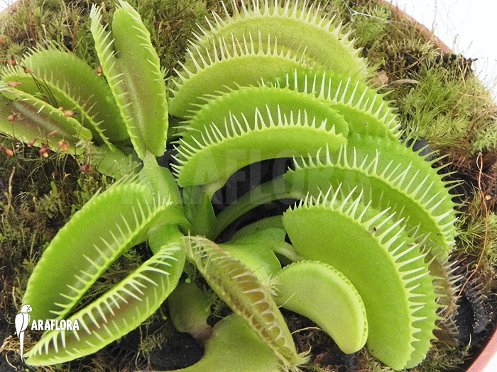 Dionaea muscipula &lsquo;Cluster traps&rsquo; &lsquo;L&rsquo;