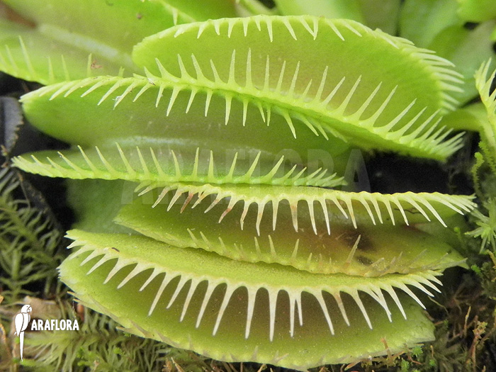 Dionaea muscipula &lsquo;Cluster traps&rsquo; &lsquo;L&rsquo;