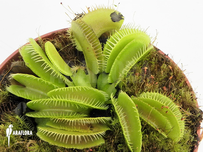 Dionaea muscipula &lsquo;Cluster traps&rsquo; &lsquo;L&rsquo;