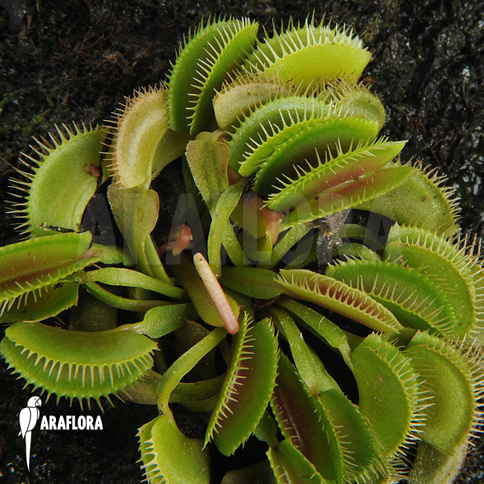 Dionaea muscipula &lsquo;Cluster traps&rsquo; &lsquo;M&rsquo;
