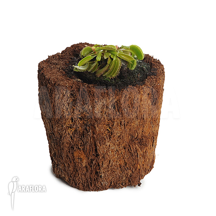 Dionaea muscipula &lsquo;Cluster traps&rsquo; &lsquo;M&rsquo;