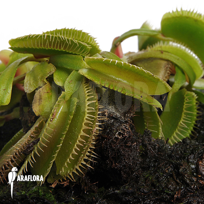 Dionaea muscipula &lsquo;Cluster traps&rsquo; &lsquo;M&rsquo;