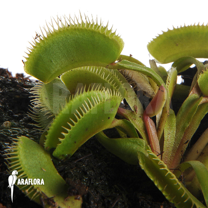 Dionaea muscipula &lsquo;Cluster traps&rsquo; &lsquo;M&rsquo;