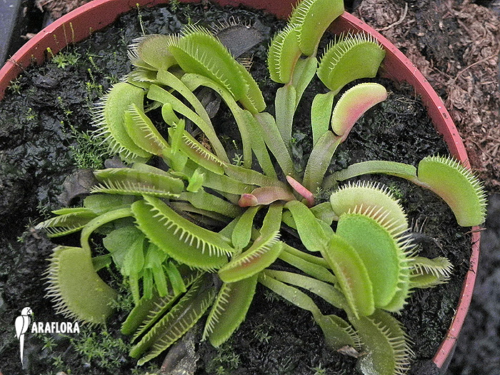 Dionaea muscipula &lsquo;Cluster traps&rsquo; &lsquo;M&rsquo;