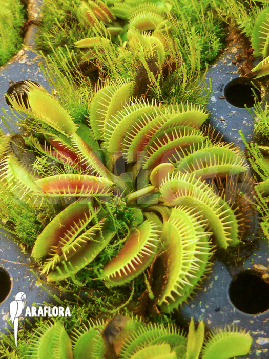 Dionaea muscipula &lsquo;Cluster traps&rsquo; example