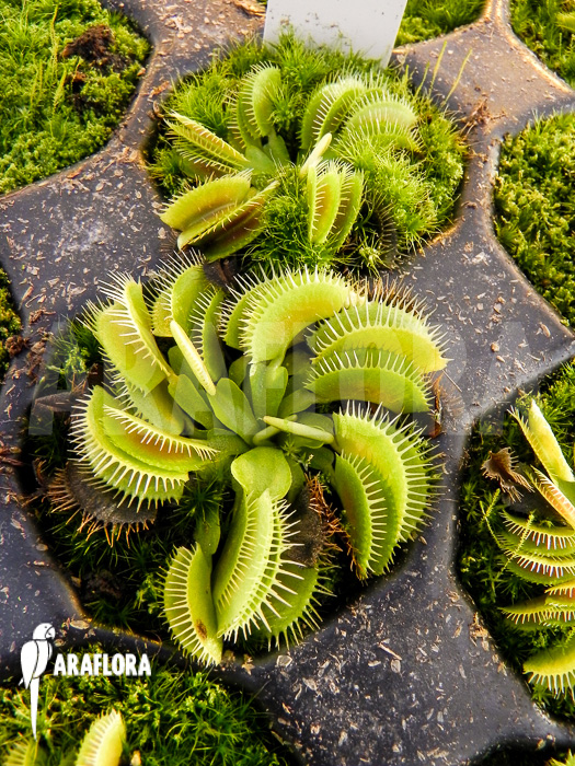 Dionaea muscipula &lsquo;Cluster traps&rsquo; example