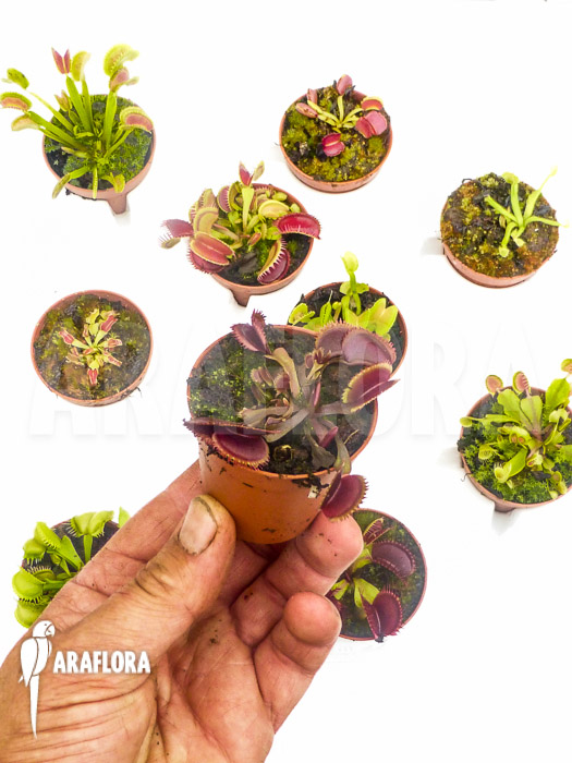 Dionaea muscipula &lsquo;Collectors Package&rsquo;