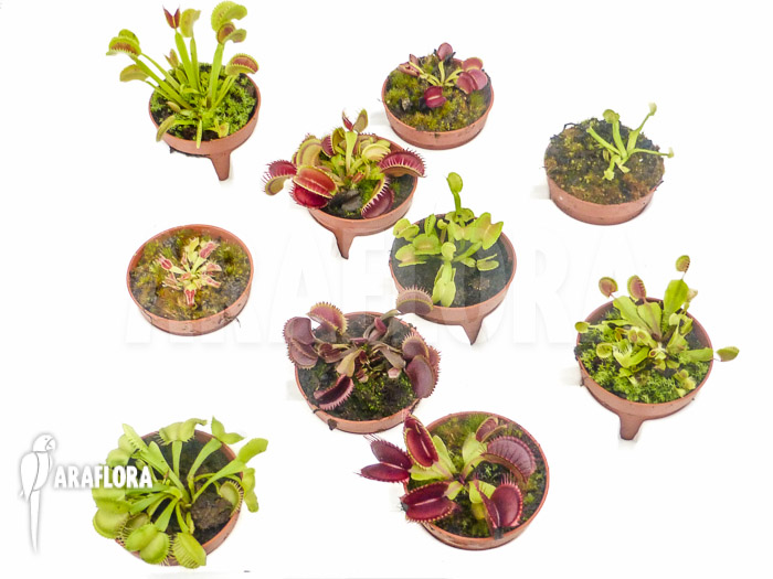 Dionaea muscipula &lsquo;Collectors Package&rsquo;
