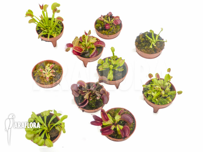 Dionaea muscipula &lsquo;Collectors Package&rsquo;