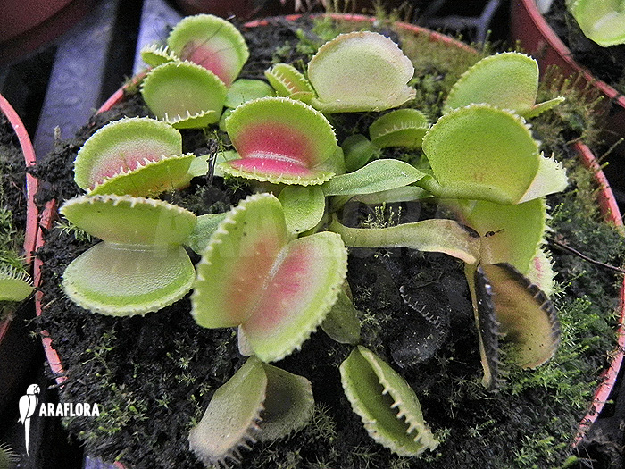 Dionaea muscipula &lsquo;Cracker&rsquo;