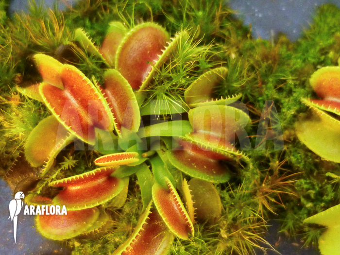 Dionaea muscipula &lsquo;Cracker&rsquo; Starter