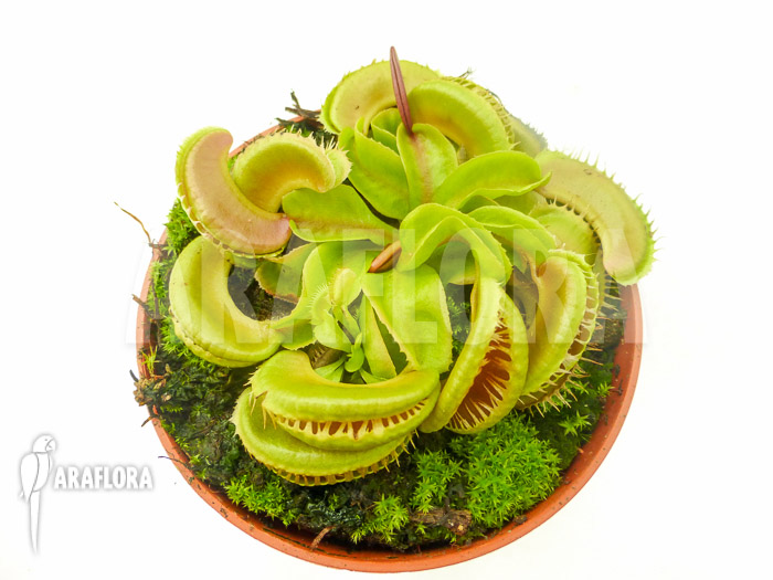 Dionaea muscipula &lsquo;Crested Jaws Smiley&rsquo;