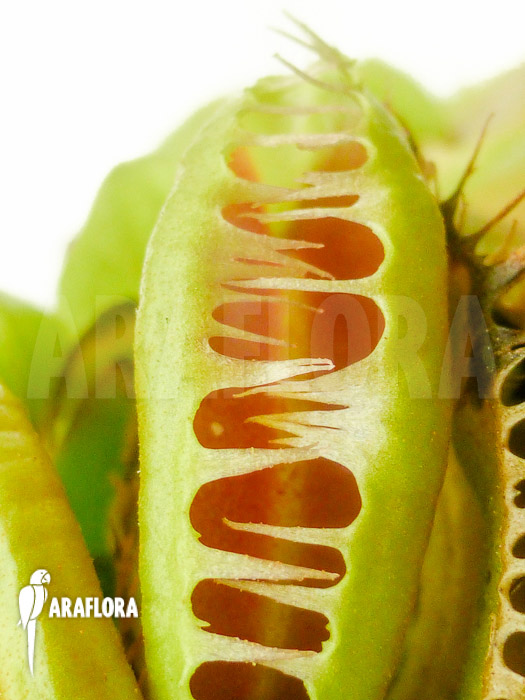 Dionaea muscipula &lsquo;Crested Jaws Smiley&rsquo;