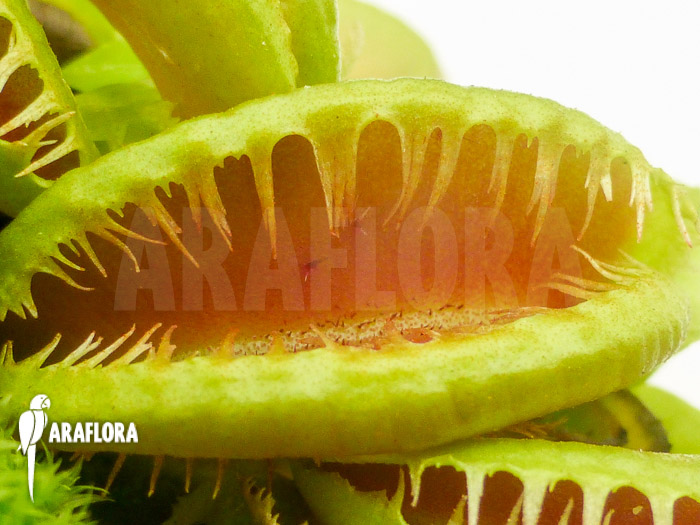 Dionaea muscipula &lsquo;Crested Jaws Smiley&rsquo;