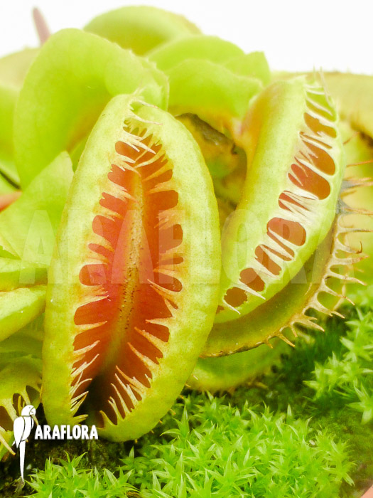Dionaea muscipula &lsquo;Crested Jaws Smiley&rsquo;