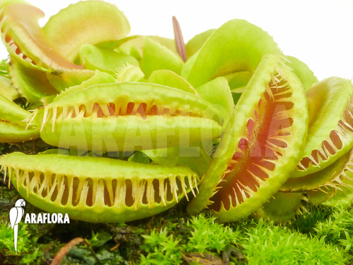 Dionaea muscipula &lsquo;Crested Jaws Smiley&rsquo;