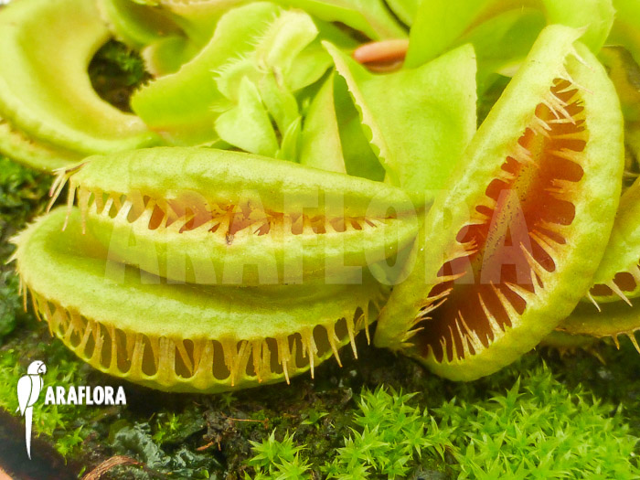 Dionaea muscipula &lsquo;Crested Jaws Smiley&rsquo;