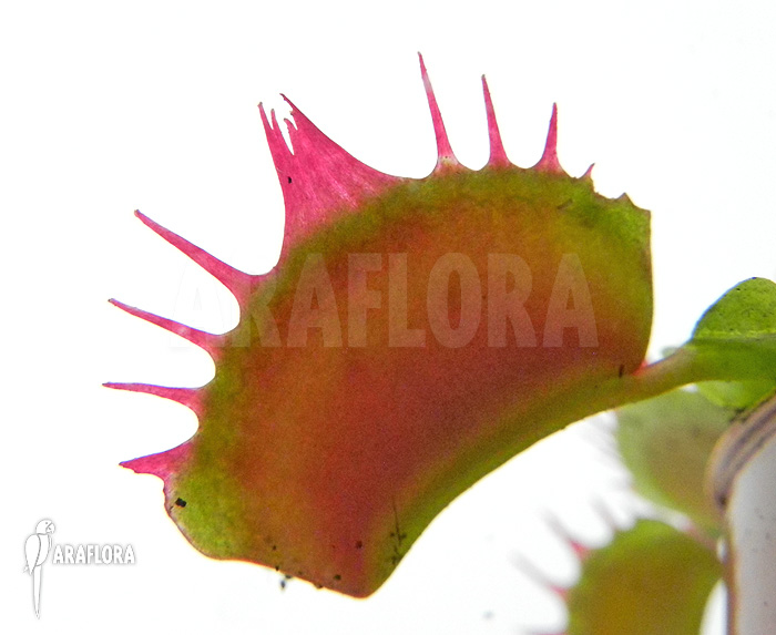 Dionaea muscipula &lsquo;Crispy sun&rsquo;