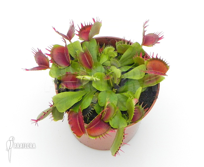 Dionaea muscipula &lsquo;Crispy sun&rsquo;