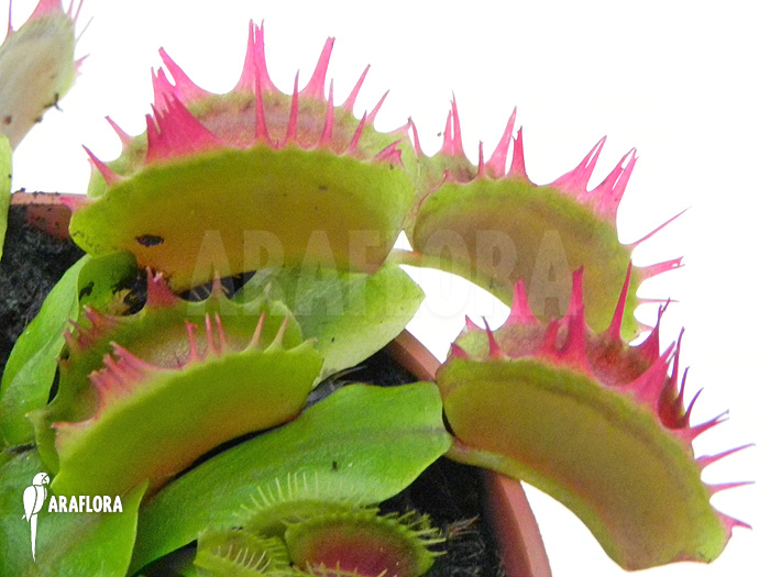 Dionaea muscipula &lsquo;Crispy sun&rsquo;