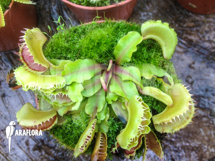 Dionaea muscipula Crocro